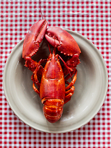 Lobster Portrait 