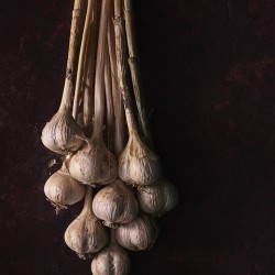 A bunch of garlic