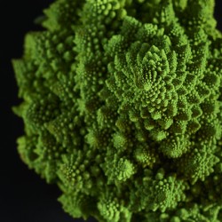 Broccoflower portrait