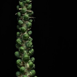 Brussels sprouts on the Stalk