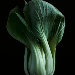 Baby bok choy portrait