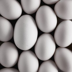 Double yolk