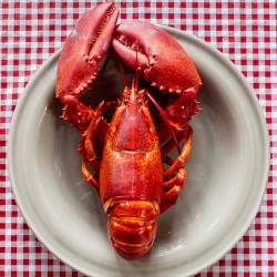 Lobster Portrait 