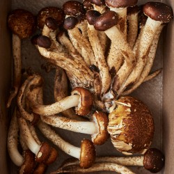 Chestnut mushrooms