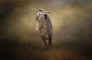 Great Blue in the Shadows