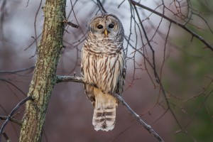 Barred Owl at sunrise.