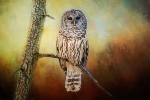 Barred Owl at sunrise with Textures