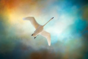 Swan Wings