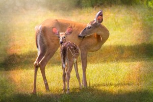 Doe with fawn looking back