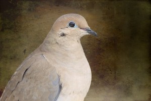 Mourning Dove
