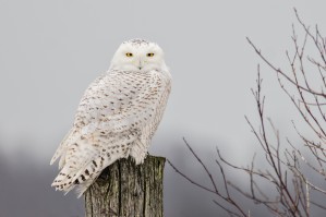 Snowy Owl on the Fence