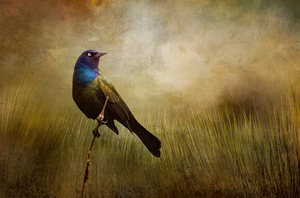 Textured_Grackle