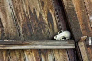 Bone and Wood