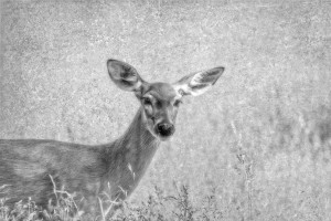 Pretty Doe