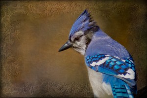Blue Jay with texture