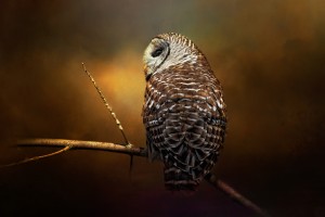 Textured Strix Varia