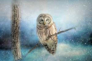 Barred Owl Solitude