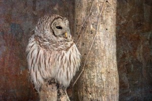 Barred Owl in Grunge