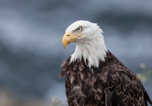Portrait of an Eagle