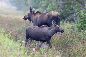 Mom and Calf Moose