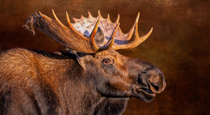 Moose in Grunge