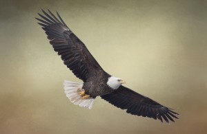 King of the Skies