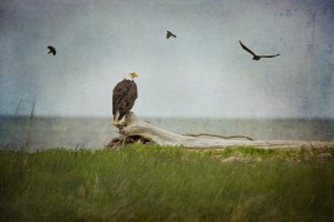 Bald Eagle on Tree Trunk