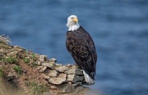 Perched and Proud