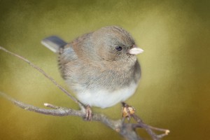 Dark Eyed Junco with Texture