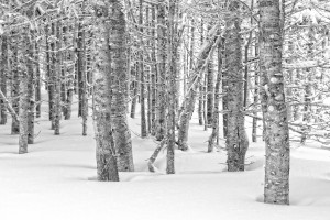 Pines at the Skyline Trail