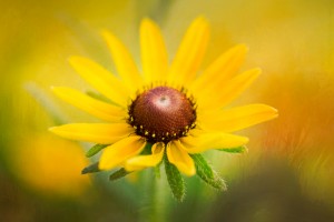 Brown Eyed Susan