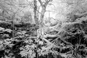 Roots