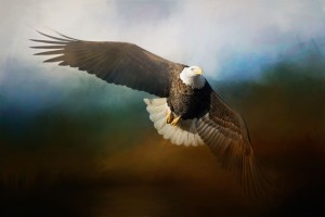 Raptor