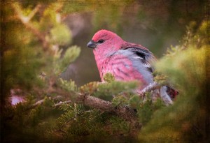 Male Pine Grosbeak