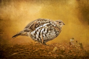 Female Ruffed Grouse