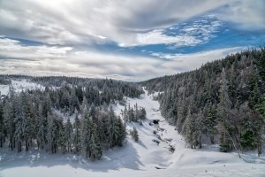 A Boreal Winter