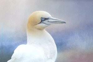Northern Gannet