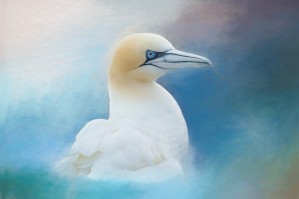 Northern Gannet ver2