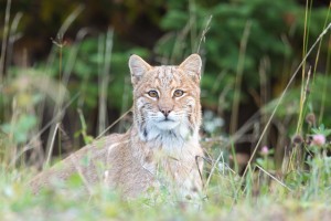 Wild Bobcat