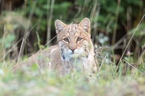 Curious Bobcat