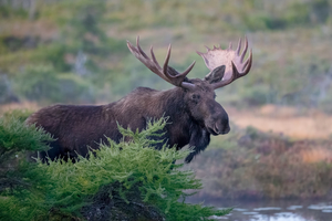 Bull Moose Gaze
