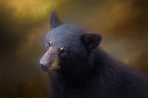 Black Bear Portrait