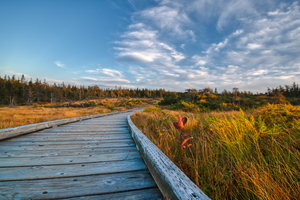 Autumn at the Bog