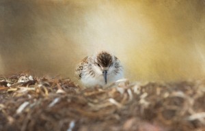 Simplicity of Nature