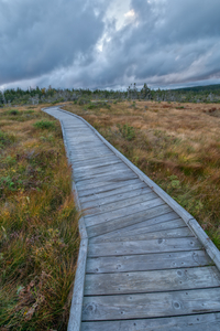 Autumn Walk