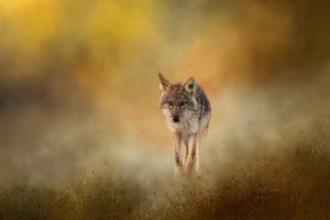 Strolling Coyote