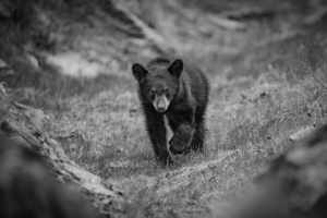 Curious_bear_cub