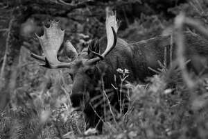 Rack in the Forest