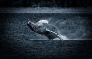 Breaching Humpback Whale