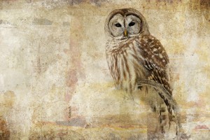 Strix Varia